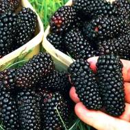 Саженец Ежевика Коламбия гигант в контейнере